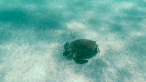 A-turtle-swimming-alone-in-a-crystal-clear-blue-water-in-the-Caribbean-Sea