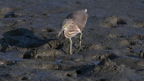 One-of-the-Pond-Herons-found-in-Thailand-which-display-different-plumages-according-to-season