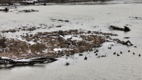 Winter-lake-landscape-with-ducks-wildlife-on-water-while-snowing,-aerial,-USA