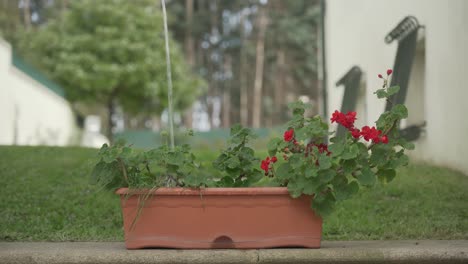 to water a flower pot in a house