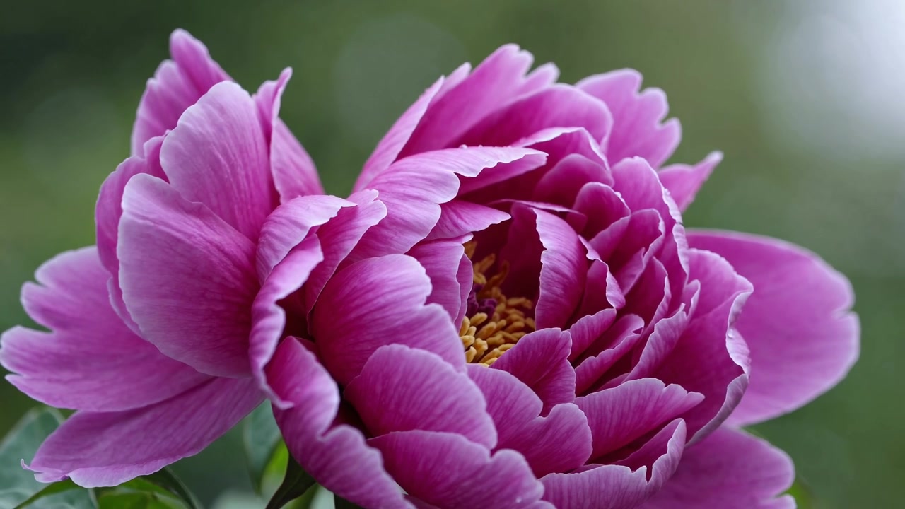 Primo piano di un vivace fiore di peonia rosa in fiore