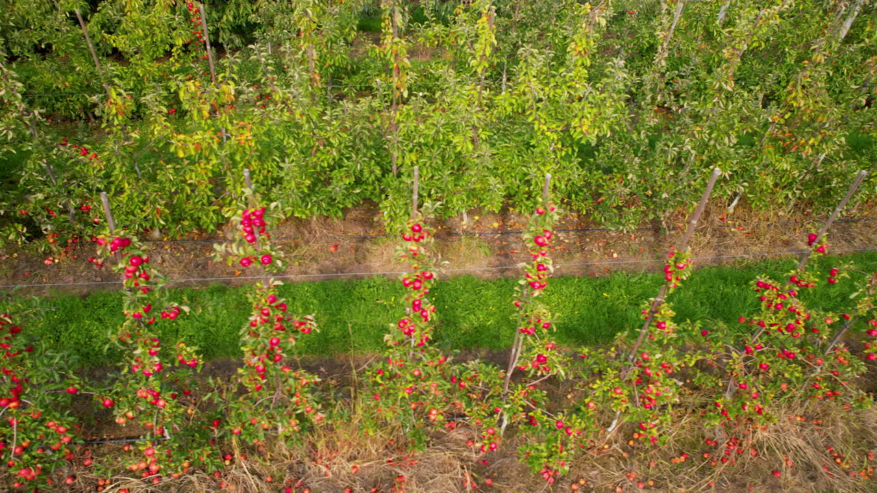 Frutteti di mele in campo agricolo, fila di piante di meli rossi freschi e maturi in una fattoria di campagna nella regione di Straszyn Danzica Polonia, vista aerea laterale