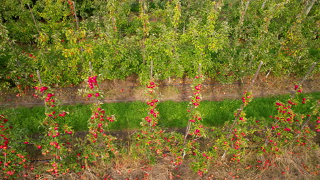 Huertos-De-Manzanas-En-El-Campo-Agrícola,-Fila-De-Manzanas-Maduras-Frescas-Rojas-Plantas-árboles-En-La-Granja-Rural-En-La-Región-De-Straszyn-Gdansk-Polonia,-Vista-Lateral-Aérea