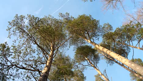 view from below to trees and a bird flies past