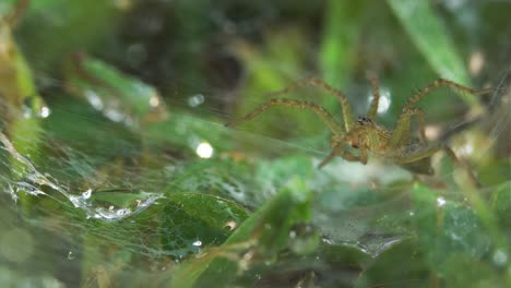 a spider builds a nest on the grass