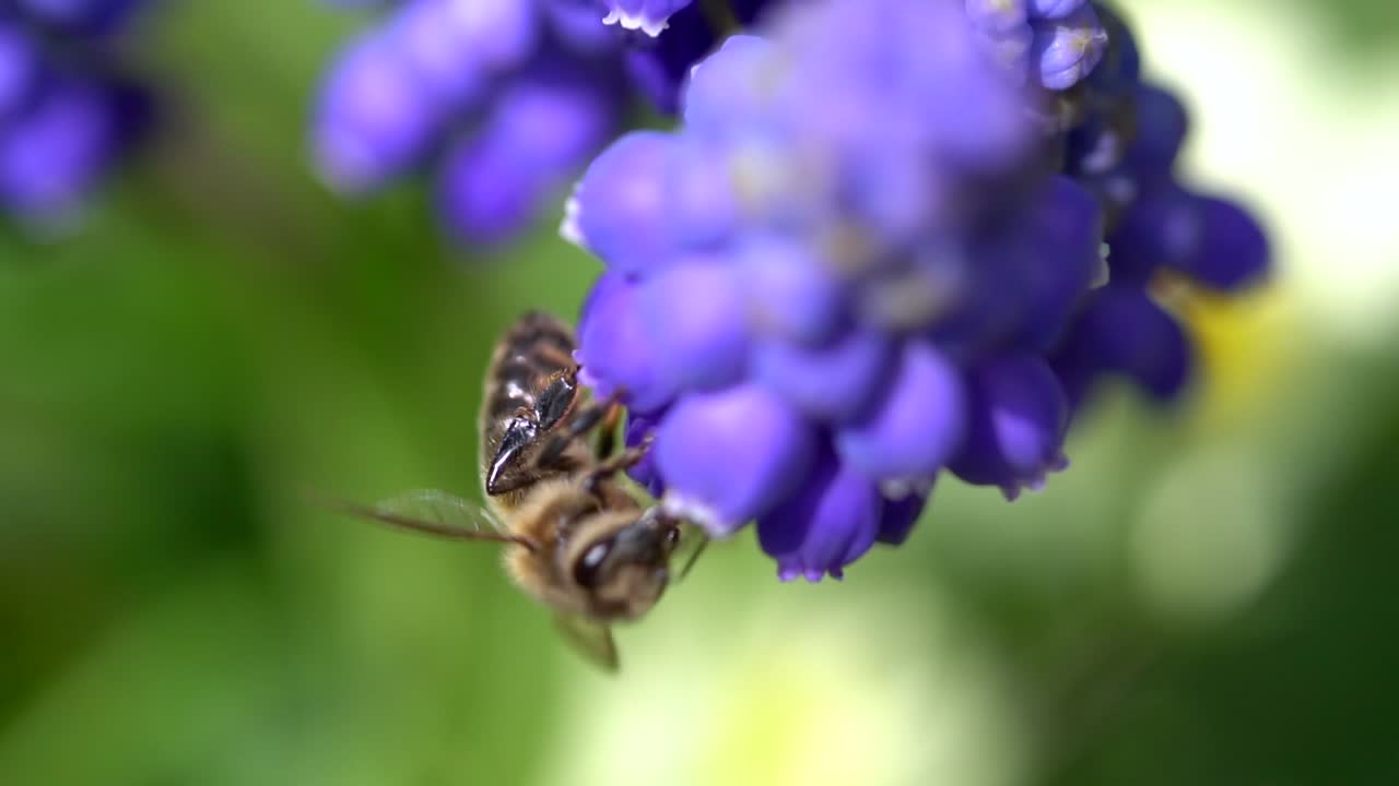 Abeille sauvage aspirant des gouttelettes d'une fleur en cloche violette dans un jardin par une journée ensoleillée, gros plan macro.