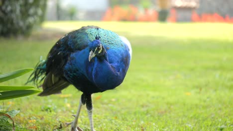 Hermosa-Foto-De-Un-Impresionante-Pavo-Real-Caminando-Pacíficamente-Sobre-La-Hierba-Verde