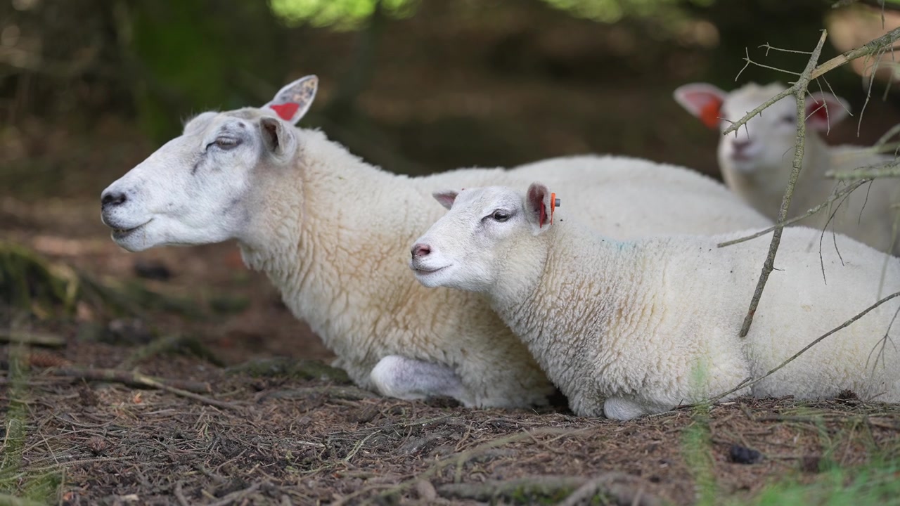 Capre bianche che riposano a terra con marchi auricolari in un ambiente agricolo al rallentatore