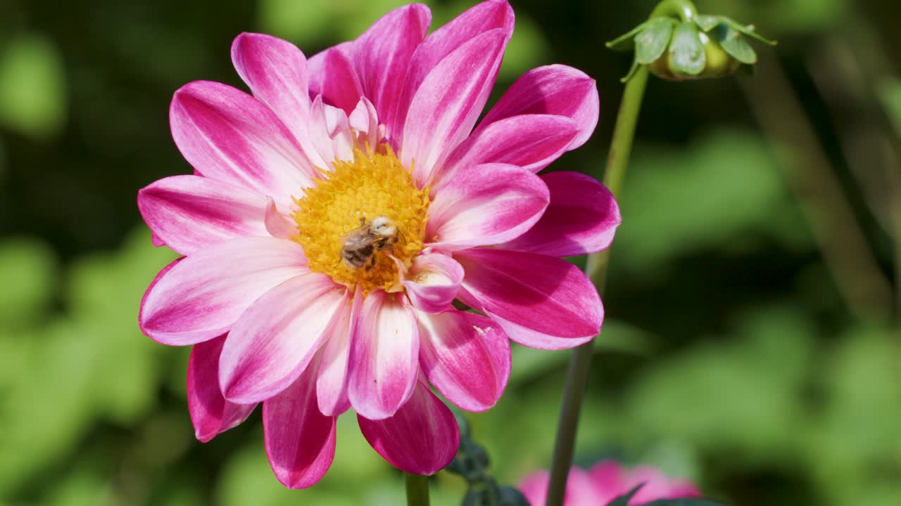 Bee gathers nectar and pollen from vibrant pink flower in sunlit Amsterdam garden, macro view
