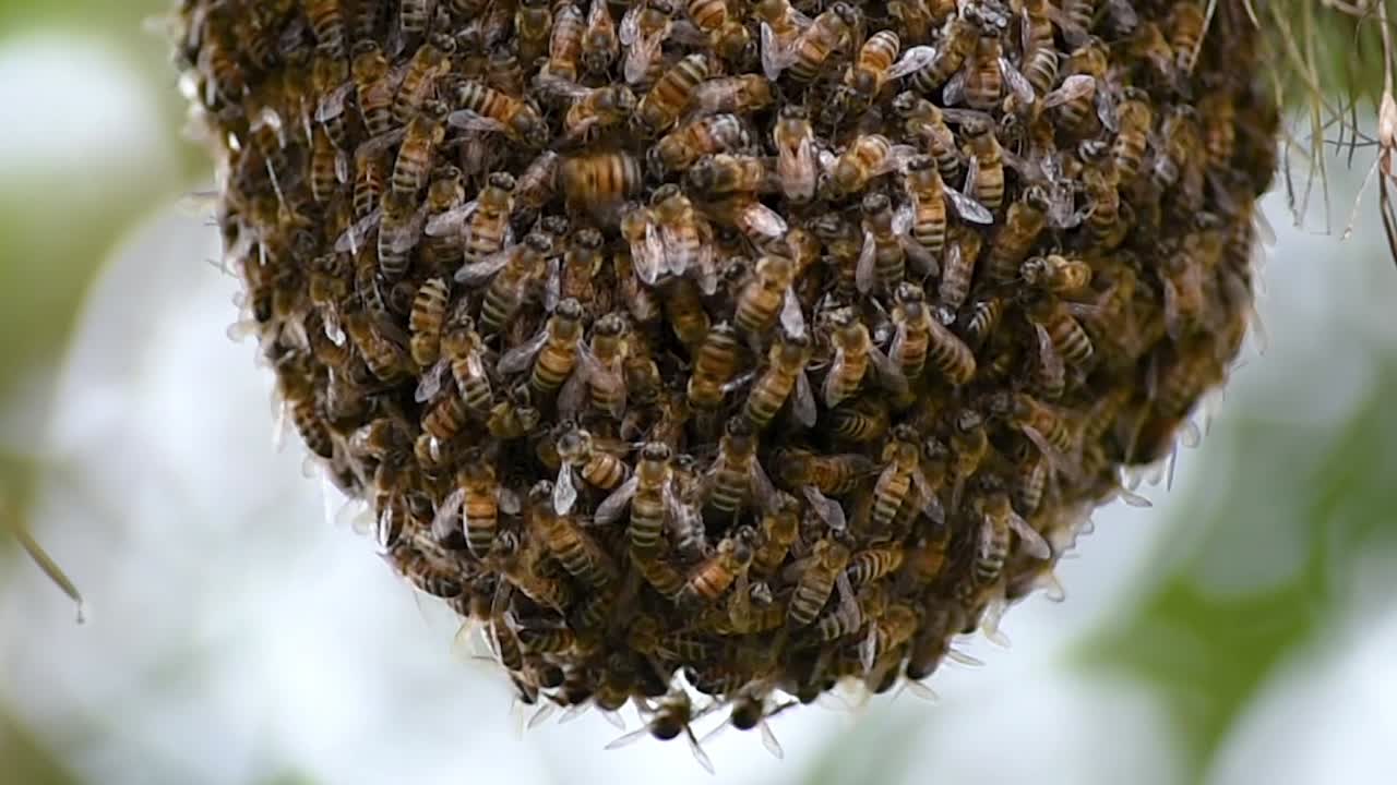 enjambre de abejas melíferas en una rama de un árbol, detalle con el fondo borroso