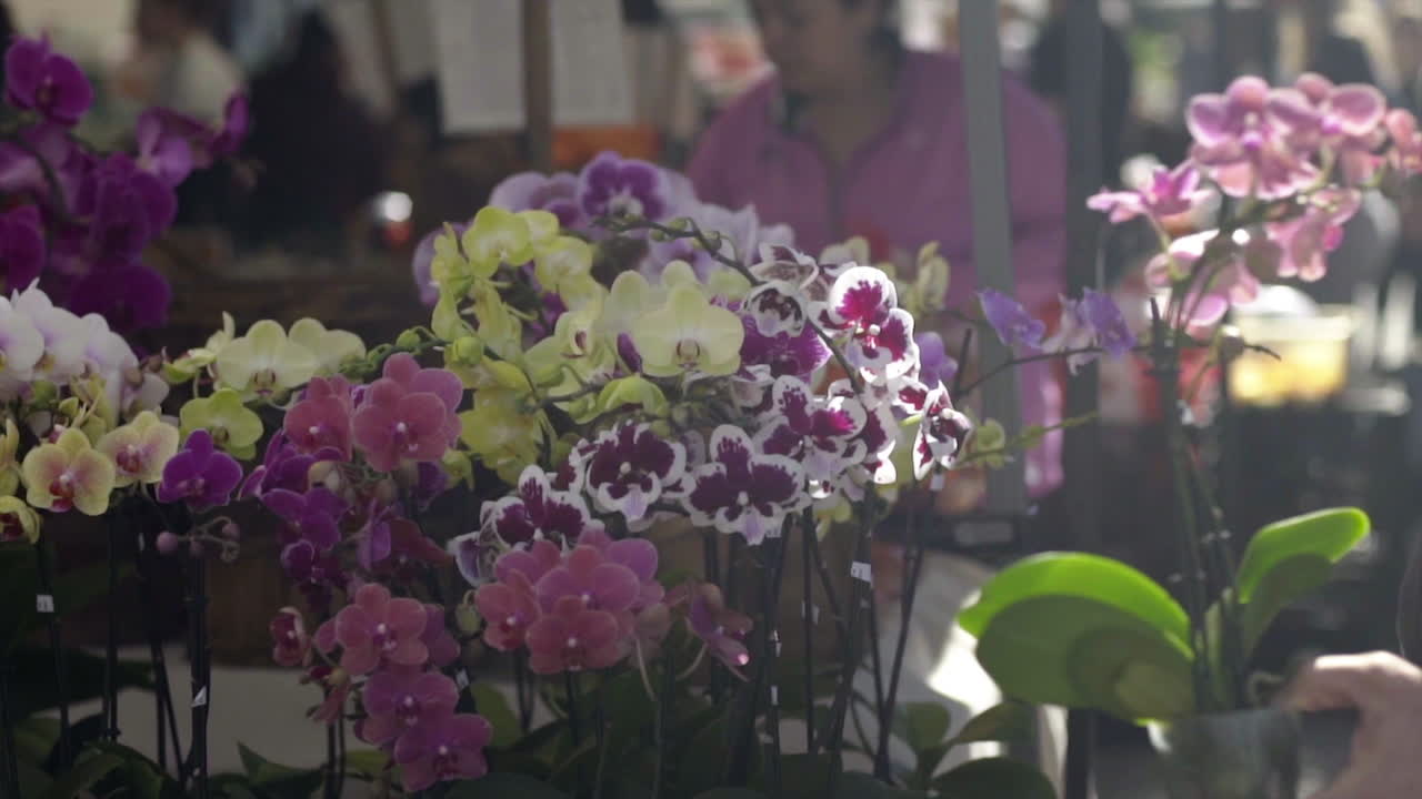 Vibrant Orchids for Sale at a Flower Market