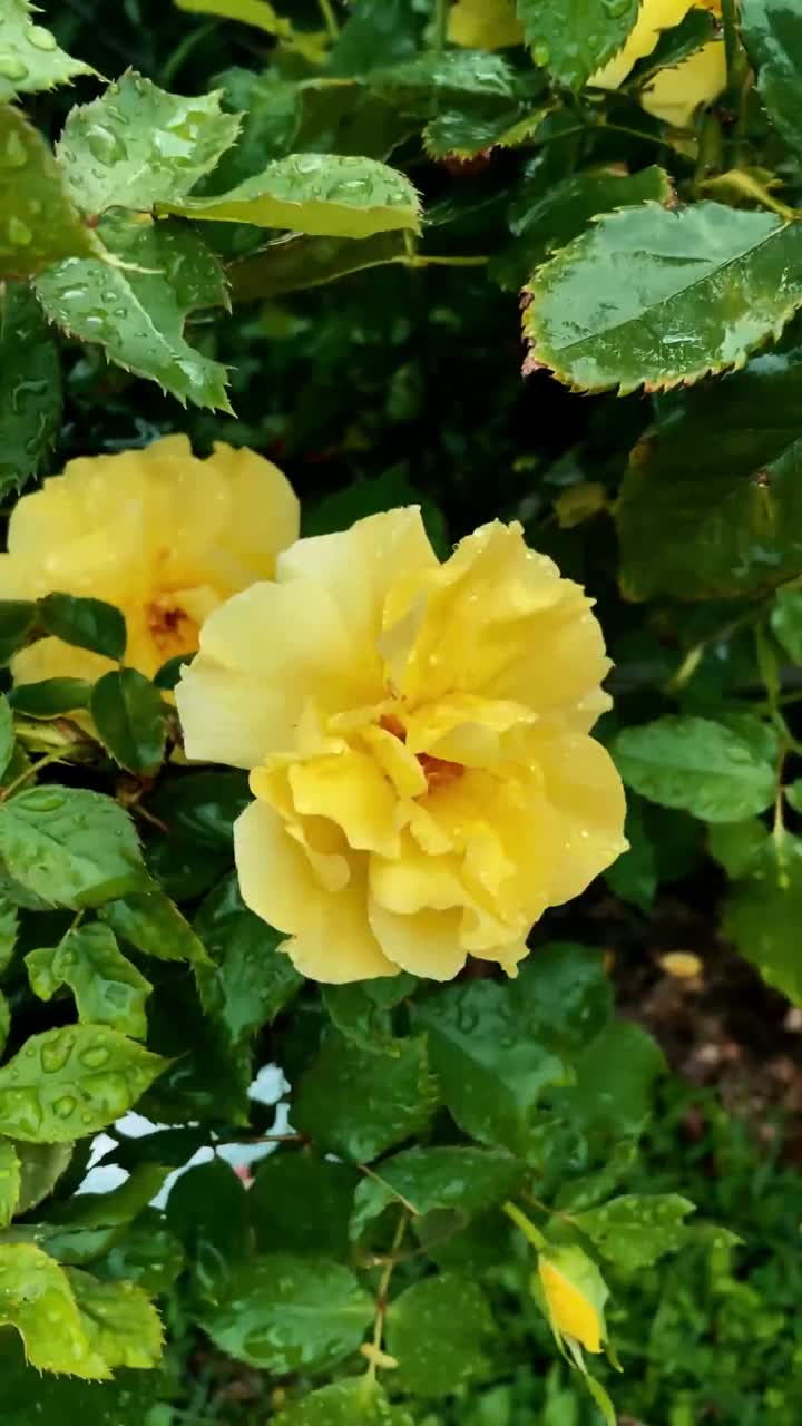 rosas amarillas en la lluvia
