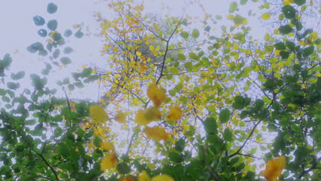 Die-Buche-Hinterlässt-Im-Herbst-Bei-Langsamer-Rotation-Sowohl-Grüne-Als-Auch-Goldene-Blätter