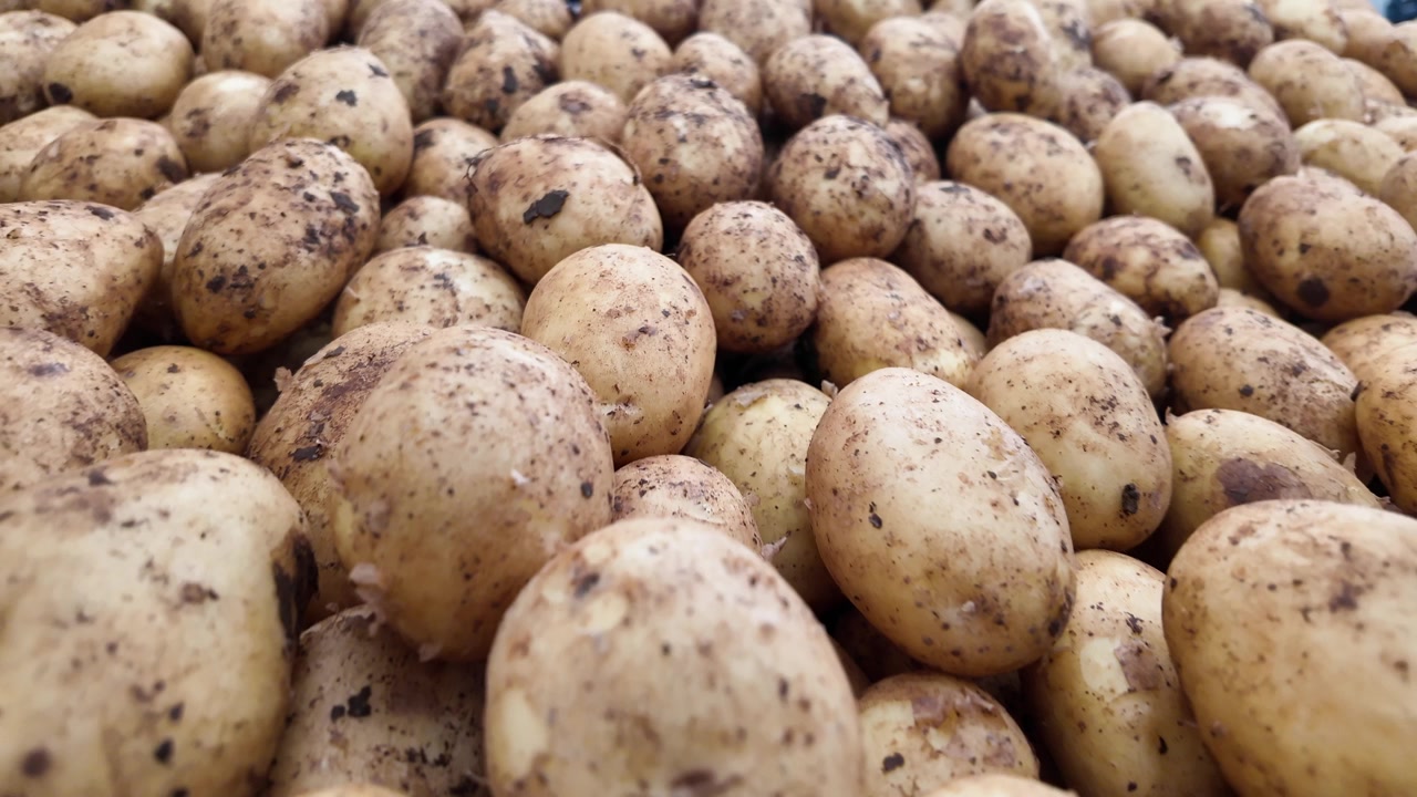 Patate crude appena raccolte coperte di terra