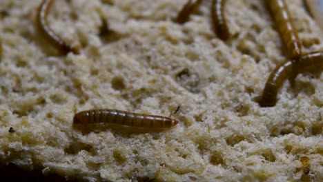 the mealworm is a species of darkling beetle used to feed pets like fish, snakes, birds, and frogs