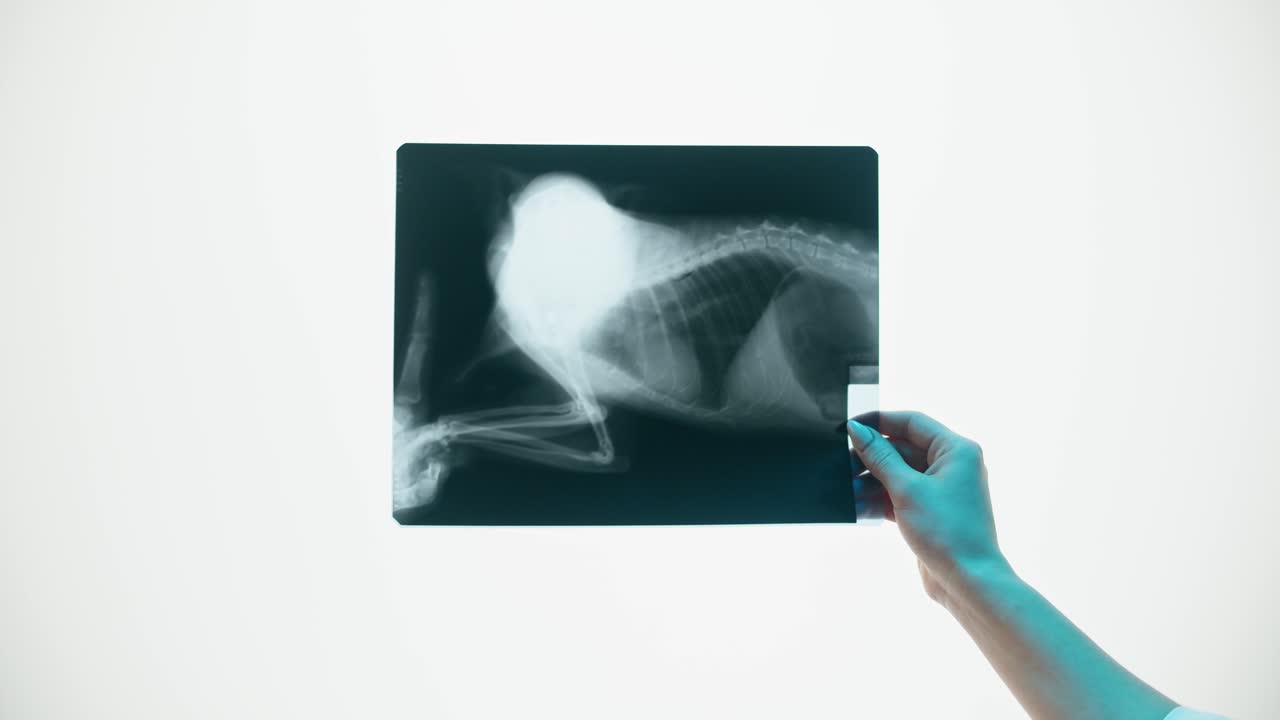 Veterinario che esamina una lastra radiografica animale per una diagnosi medica