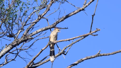 Ein-Guira-Kuckuck-Thront-Auf-Einem-Ast-Hoch-Oben-Auf-Einem-Baum,-Mit-Blattlosen-Ästen-Und-Einem-Klaren-Blauen-Himmel-Im-Hintergrund