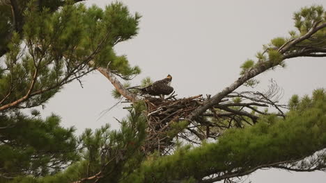 bird of prey osprey standing on top of her nest on a tree and eating grains