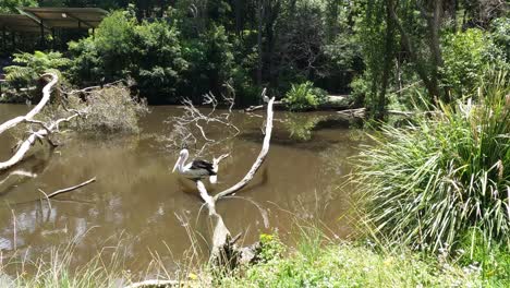 el pájaro se mueve a lo largo de las ramas sobre un río tranquilo