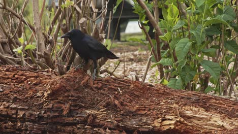 Crows-playing-on-old-log