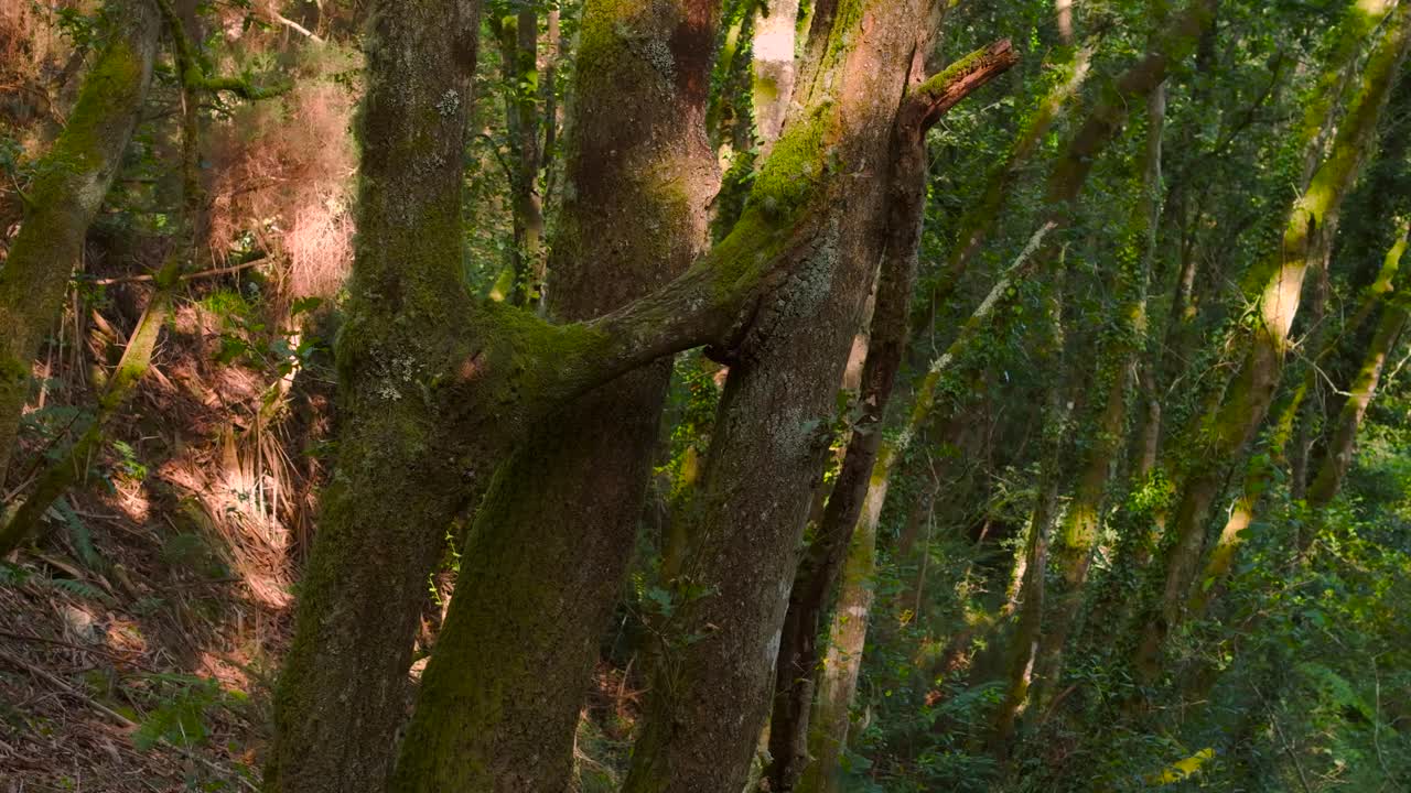 Old Trees Covered With Moss In Tropical Rainforest. Close-up Shot