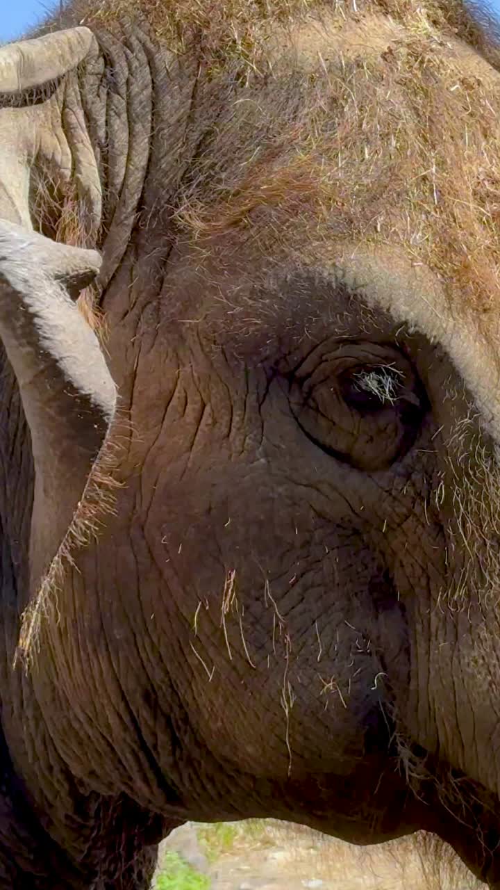 Elephant enjoying its habitat in Chonburi, Thailand