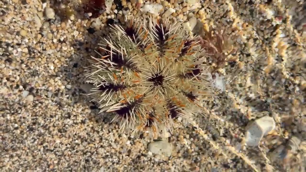 Riccio di mare posato sul fondale sabbioso in acque poco profonde