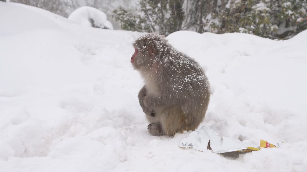 Macaco-rhesus na neve