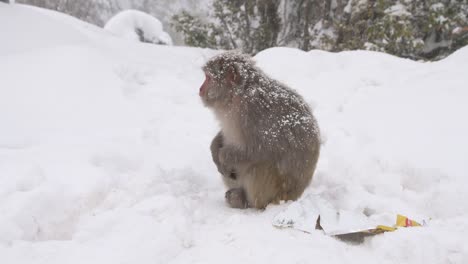 雷蘇斯<unk> (rhesus macaque) 在雪中