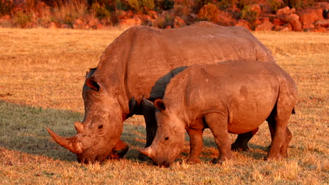 mother white rhino and calf pair bathed in golden light from african sunset
