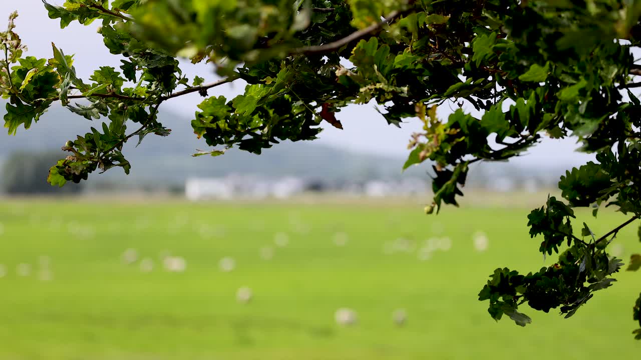 뒷면 에 초록색 들판 이 있는 나무 가지 들