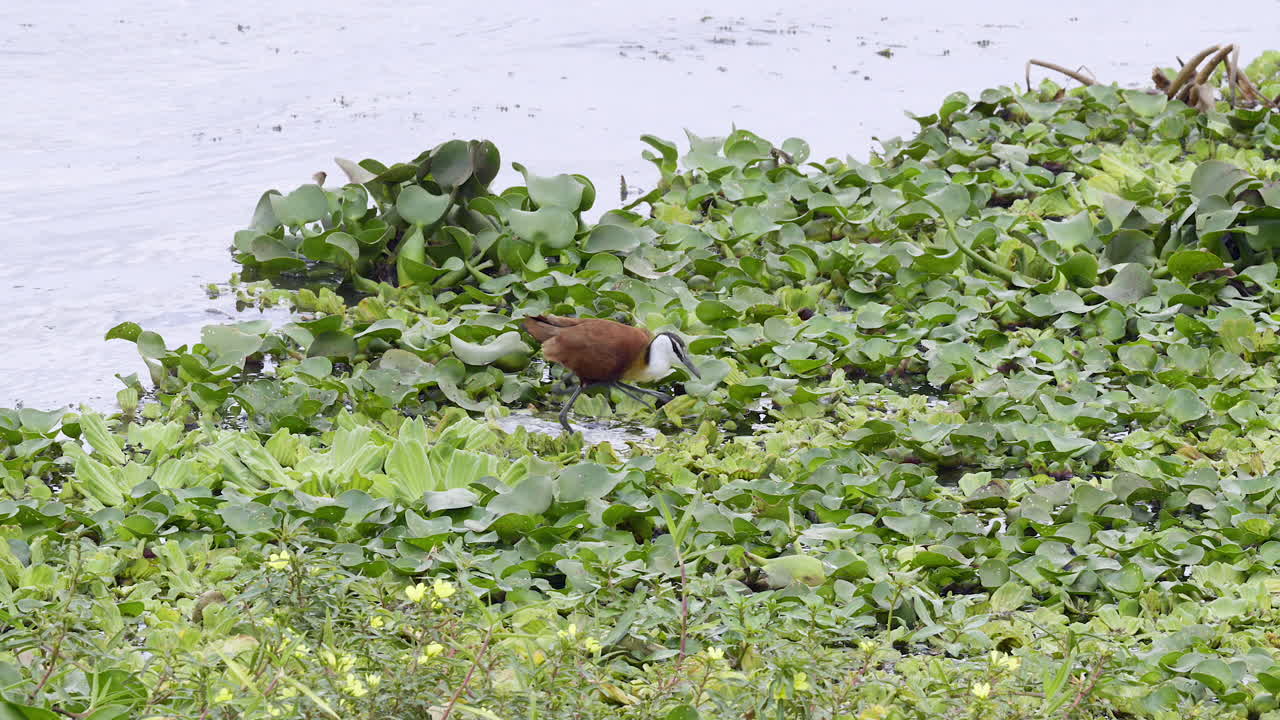 jacana africana forrajeando mientras camina sobre nenúfares en cámara lenta