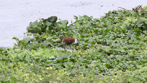 Jacana-Africana-Forrajeando-Mientras-Camina-Sobre-Nenúfares-En-Cámara-Lenta