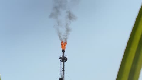 telephoto view of burning gas flare industry seen through grass leaves, pan