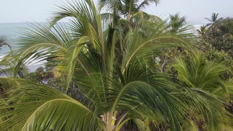 aerial rises palm tree trunk to reveal vibrant green fronds and beach