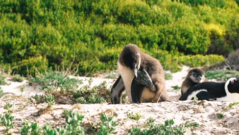 a penguin chick scratches its head with its foot on a beach in cape town, south africa