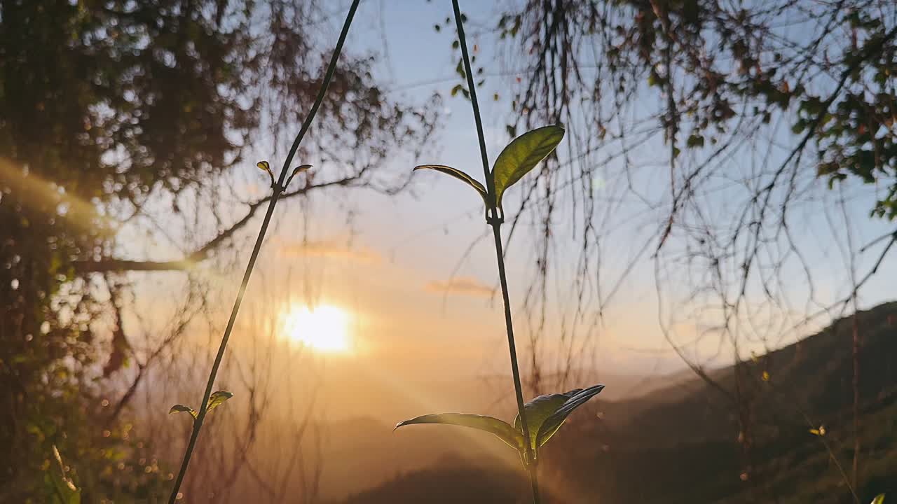 산의 잎자루를 통해 해가 뜨는 것