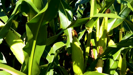 Detalles-De-Tallo-De-Maíz,-Hermosa-Mazorca-De-Maíz-Verde