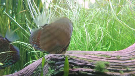 pez disco comiendo musgo de tronco muerto bajo el agua