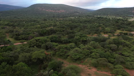 Sobrevuelo-Del-Paisaje-De-Arbustos-Sudafricanos