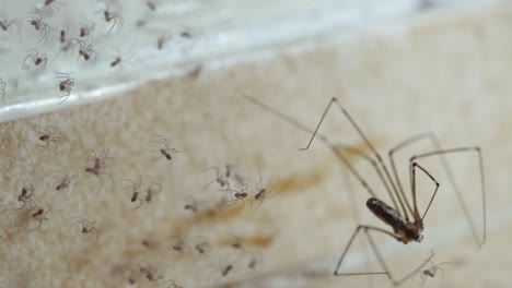 arañas activas y araña de bodega adulta en telaraña en una esquina de la habitación con azulejos beige