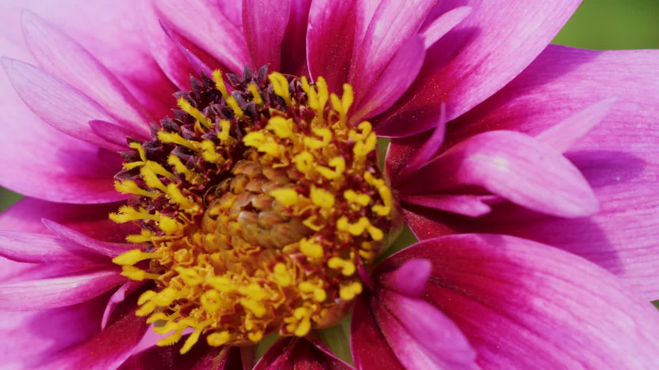 Macro camera slowly pans across vibrant Dahlia flower center, revealing detailed petals and stamens