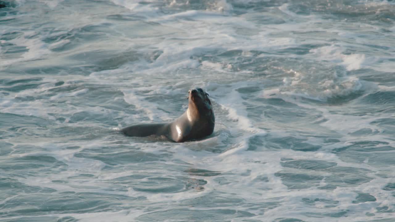 Seal swimming in the surf at a beach during sunset