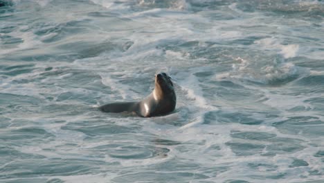 Foca-Nadando-En-Las-Olas-En-Una-Playa-Durante-El-Atardecer