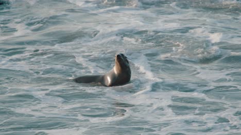 foca nadando en las olas en una playa durante la puesta de sol