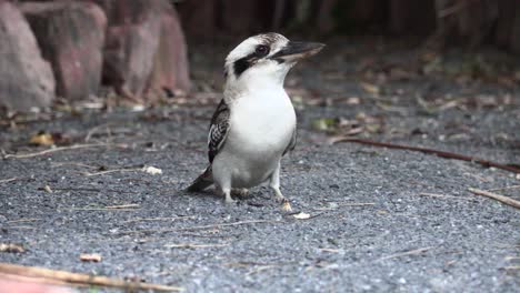 Kookaburra-Entre-árboles-En-El-Patio-Trasero-4k-Uhd