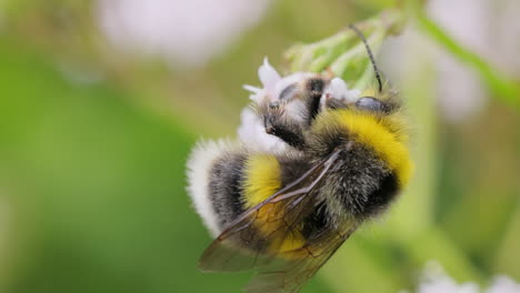 Hummel-Sammelt-An-Sonnigen-Tagen-Blütennektar.-Hummel-In-Makroaufnahme-In-Zeitlupe.