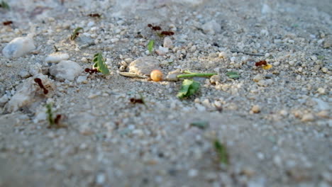 red fire ants carrying bits and pieces of leaves to the nest on the white sand ground in arizona