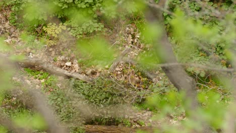 young fox cubs playing vibrant green forestry area