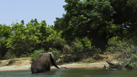 elefante toro escalando un terraplén después de un baño en un río en áfrica